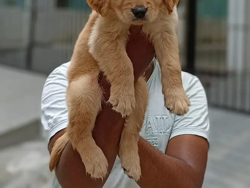 Puppies for sale in chennai, photo 4