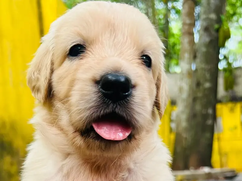 Puppies for sale in chennai, photo 5