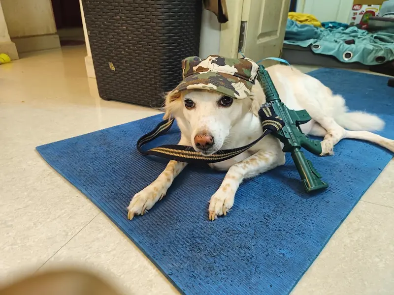 Remo Pet Grooming, photo 2