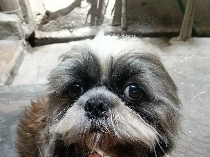 Remo Pet Grooming, photo 3