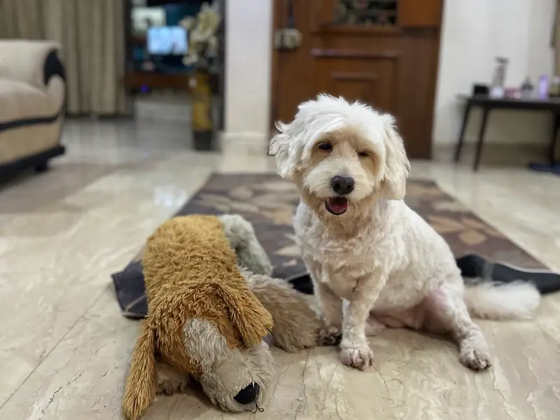 Remo Pet Grooming, photo 4