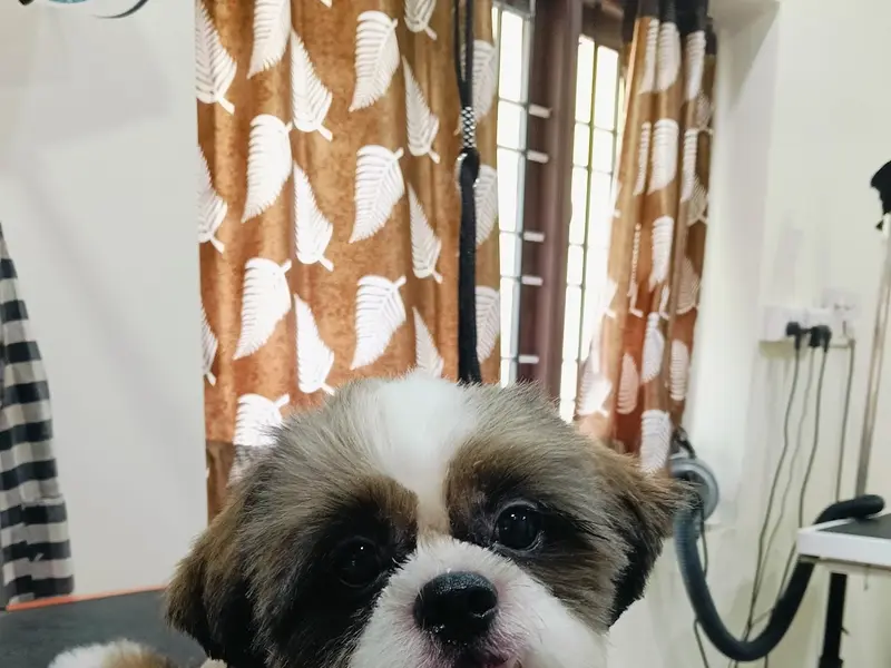 Remo Pet Grooming, photo 5