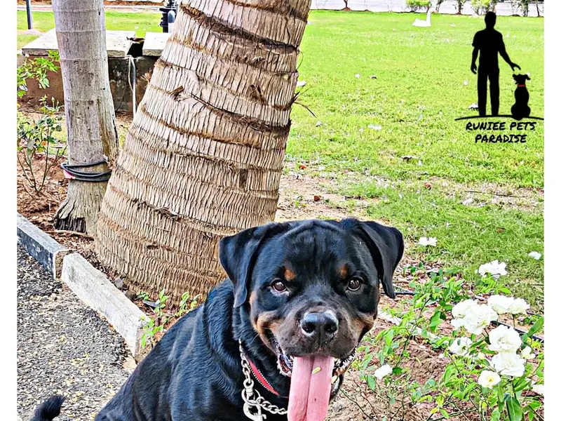 Runiee pets Paradise, photo 3