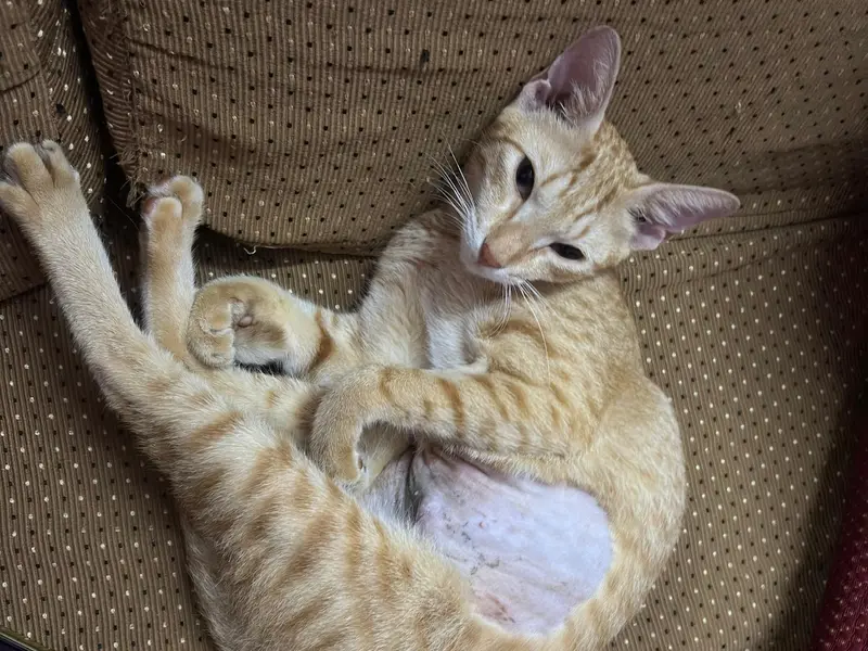 Celestial Paws Veterinary Clinic, photo 3