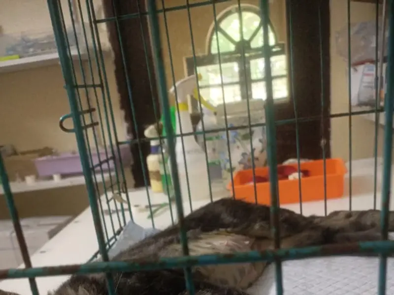 Celestial Paws Veterinary Clinic, photo 4