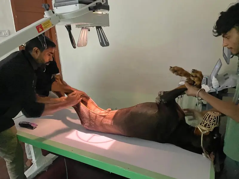 Celestial Paws Veterinary Clinic, photo 5
