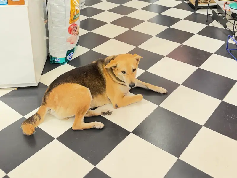 Heads Up For Tails Pet Store & Spa - Besant Nagar, Chennai, photo 2