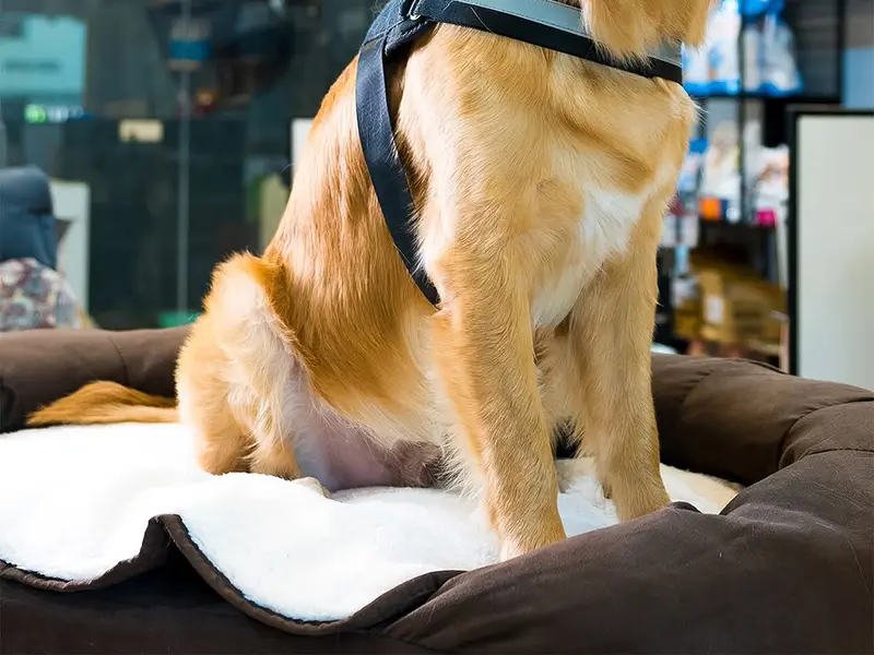 Pets 101 Besant Nagar, photo 2