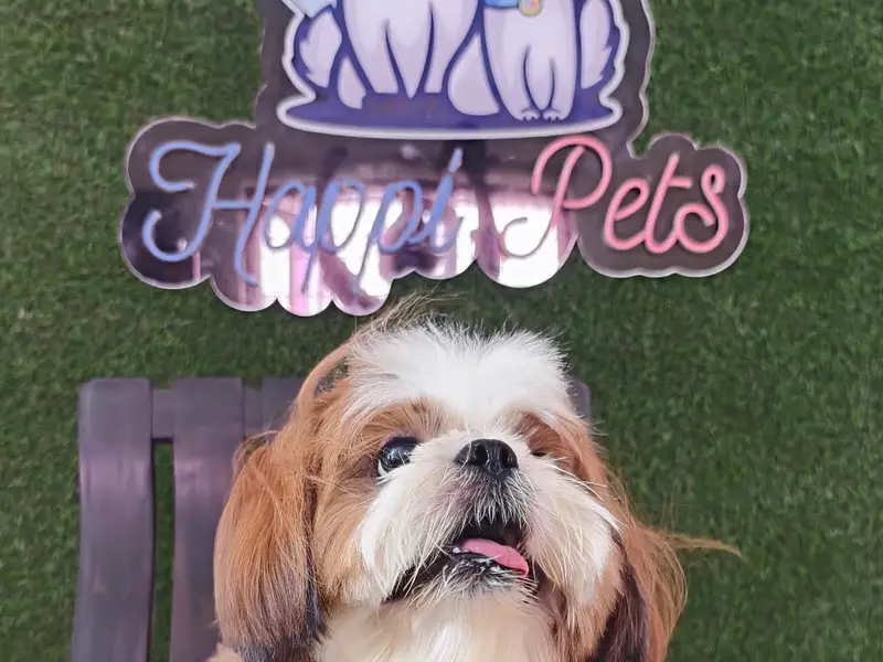 Happipets Pet Grooming Pet Boarding, photo 2