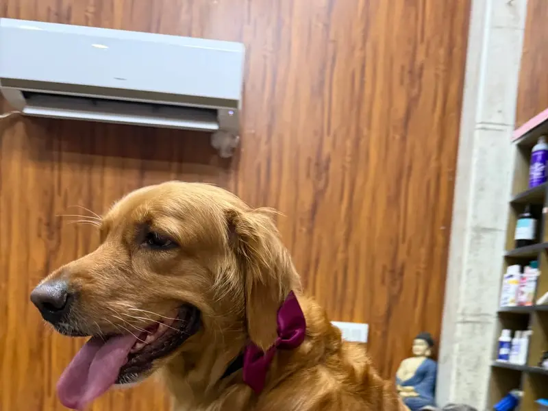 Happipets Pet Grooming Pet Boarding, photo 3