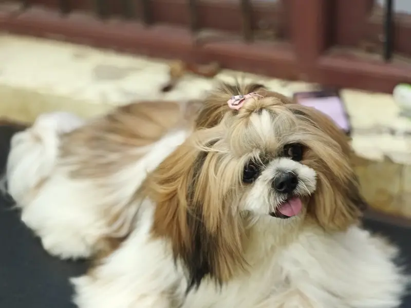 Happipets Pet Grooming Pet Boarding, photo 5