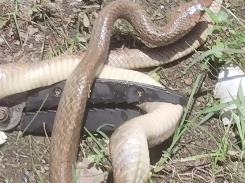 PEST CONTROL OF TAMILNADU, photo 2