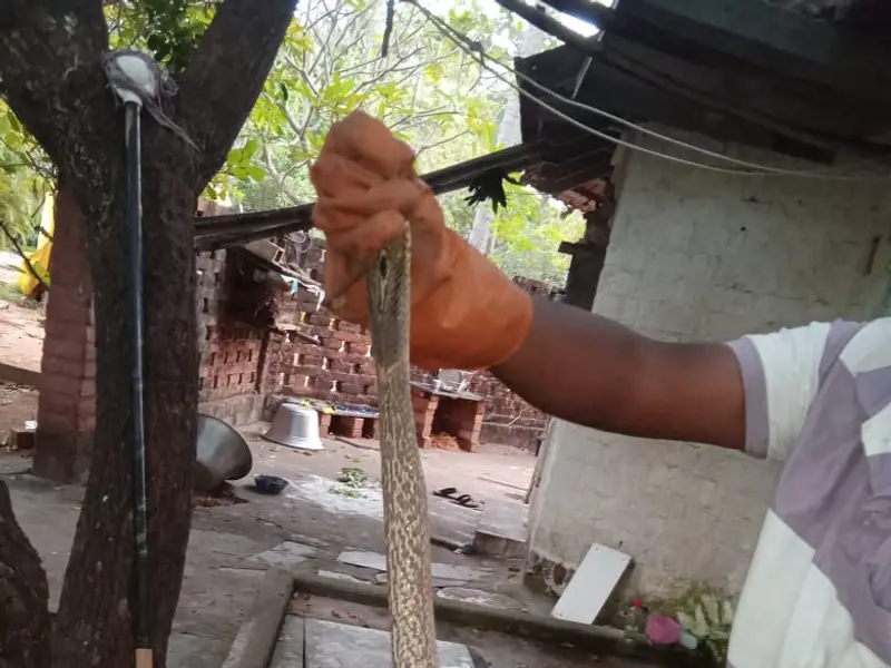 PEST CONTROL OF TAMILNADU, photo 3