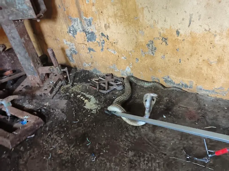 PEST CONTROL OF TAMILNADU, photo 4