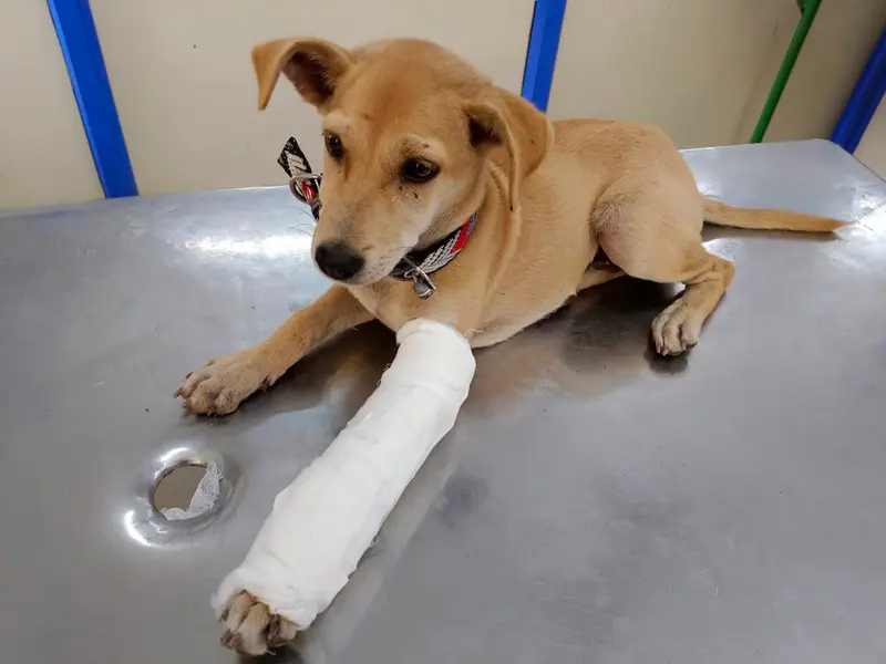 Madras Veterinary College Hospital Emergency and Critical Care Unit, photo 4