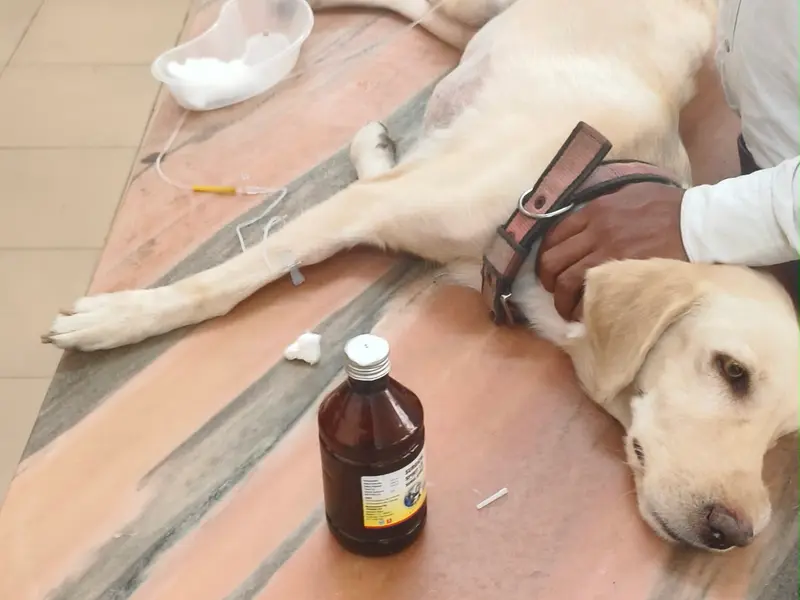 Madras Veterinary hospital, photo 3