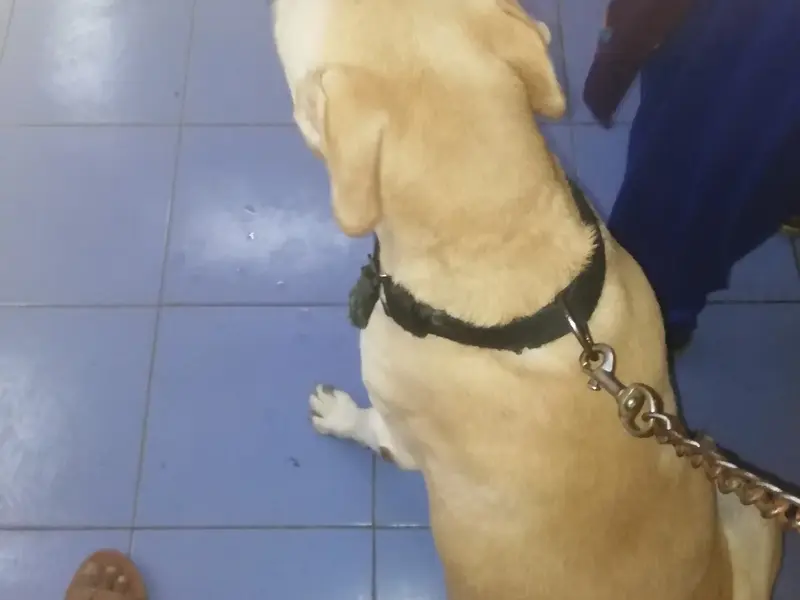 Madras Veterinary hospital, photo 5