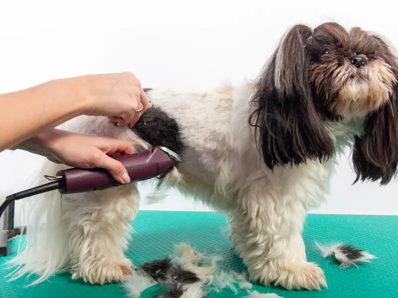 Mr Dog & Mrs Cat - Pet Grooming for Dog & Cats, photo 3