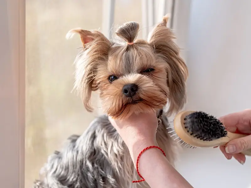 Mr Dog & Mrs Cat - Pet Grooming for Dog & Cats, photo 5