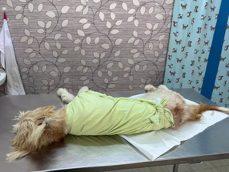 Dr Chandini's Pet Clinic, photo 3