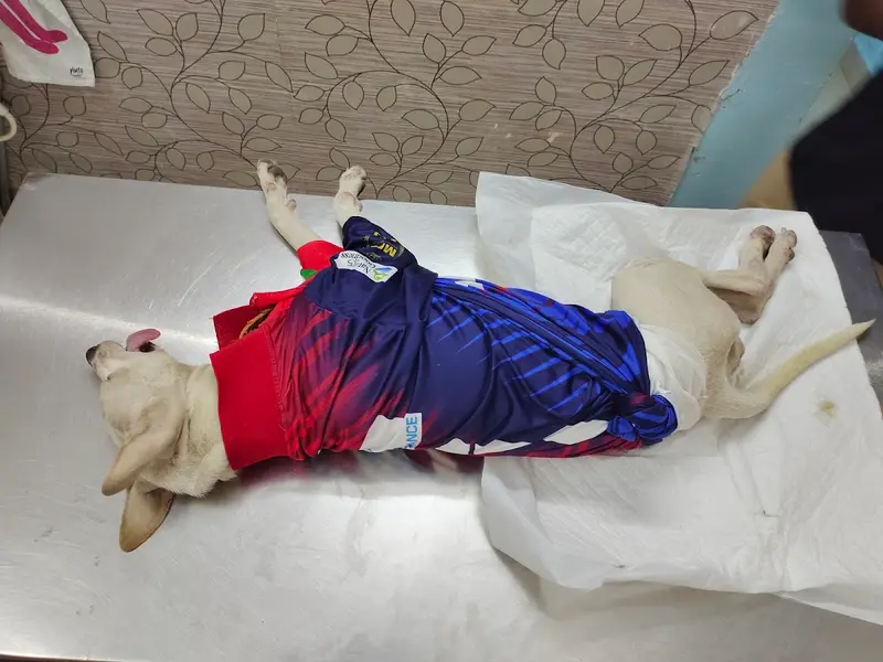 Dr Chandini's Pet Clinic, photo 4