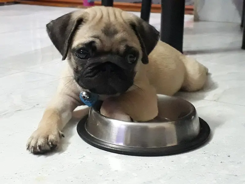 Dr Chandini's Pet Clinic, photo 5
