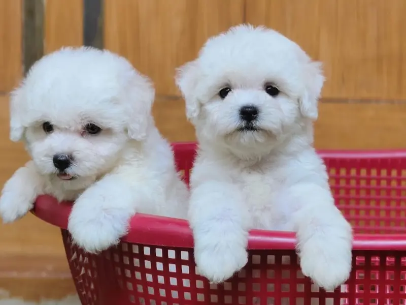 Happy Tails puppies chennai, photo 2