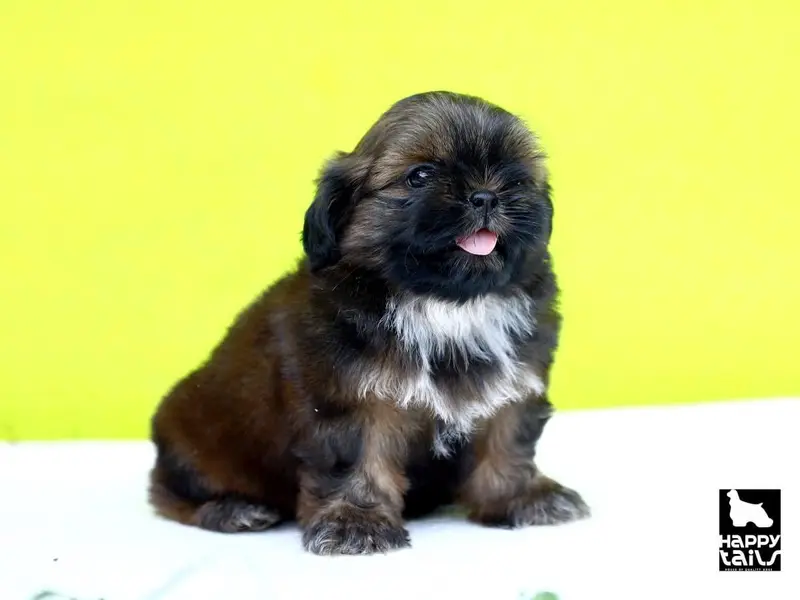Happy Tails puppies chennai, photo 3