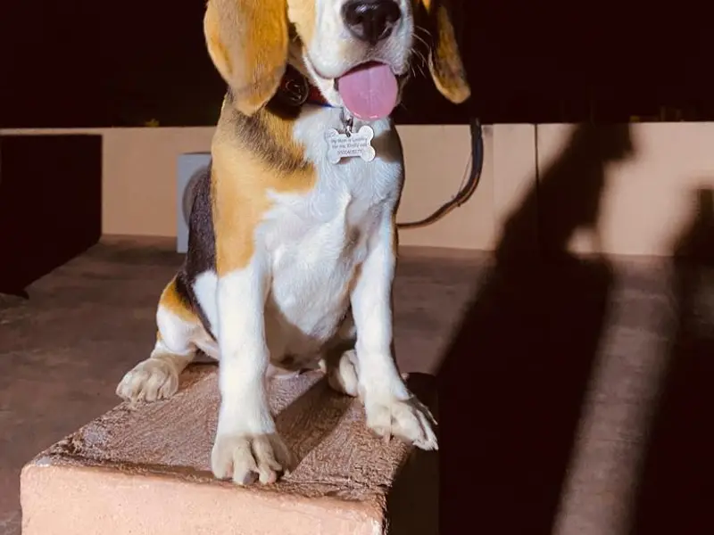 Happy Tails puppies chennai, photo 4
