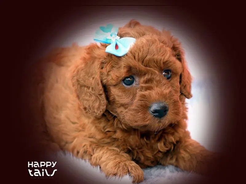 Happy Tails puppies chennai, photo 5