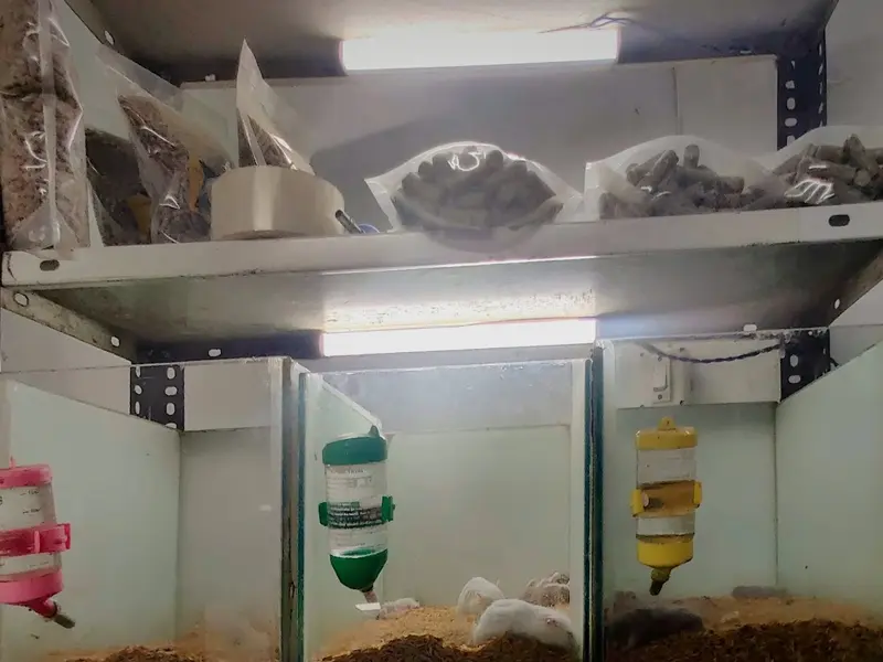 Map hamster, photo 2