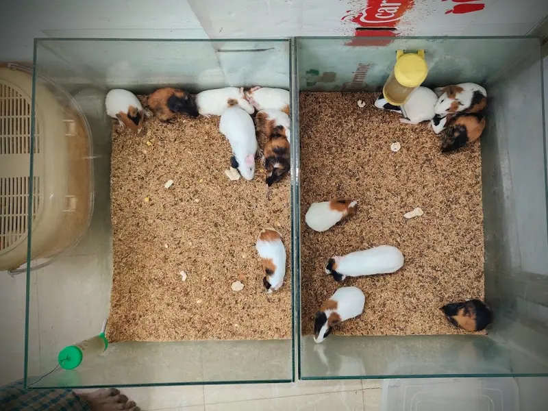 Map hamster, photo 3