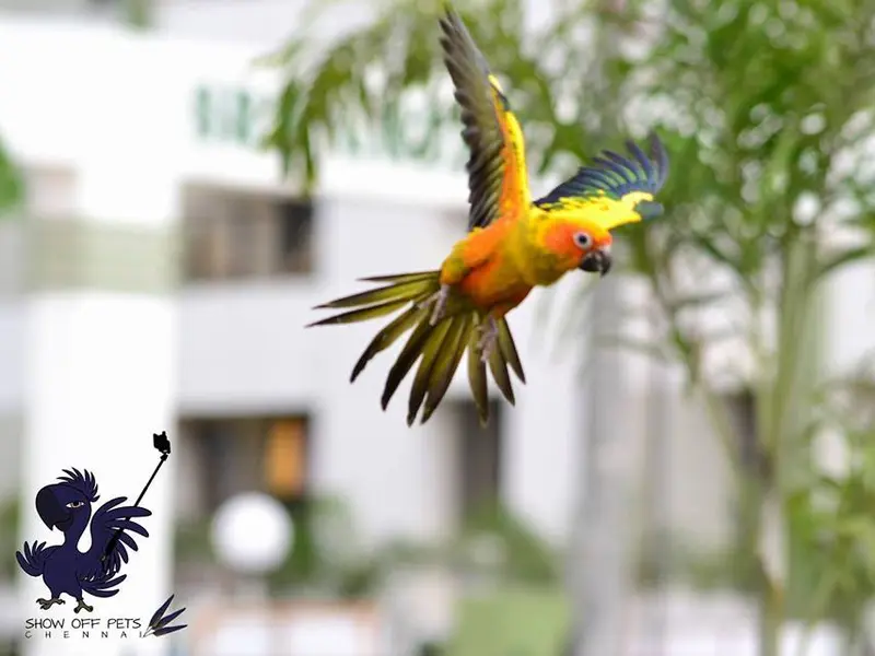 Mufasa Pets-Exclusive birds pet shop in chennai, photo 2