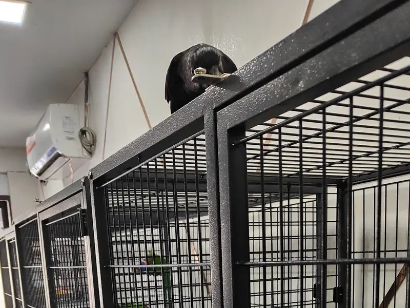 Mufasa Pets-Exclusive birds pet shop in chennai, photo 3