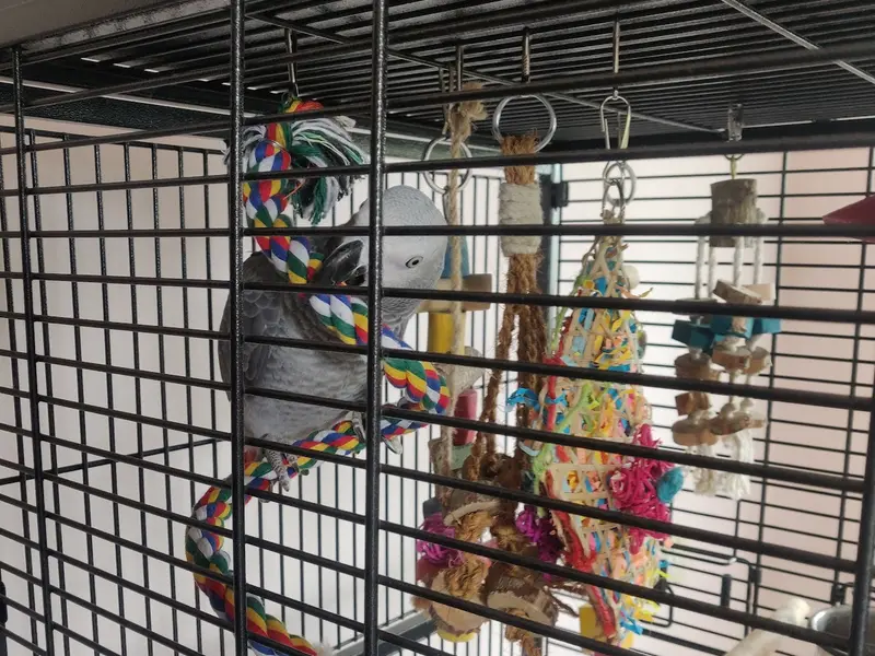Mufasa Pets-Exclusive birds pet shop in chennai, photo 5