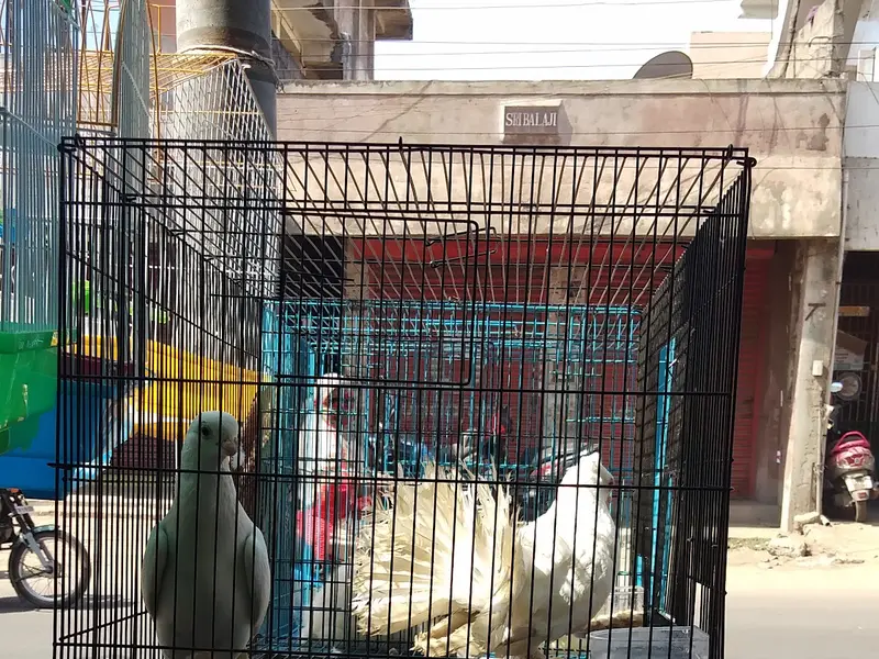 Arun pet shop, photo 2