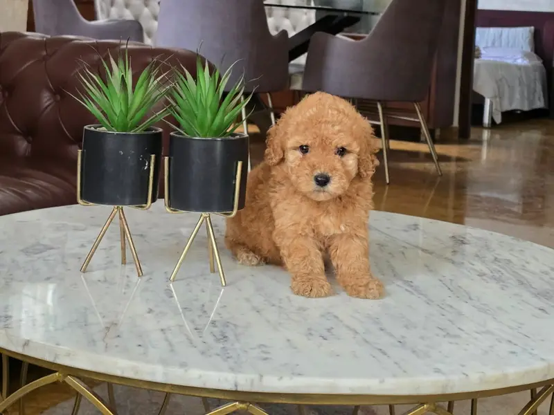 Toy Poodle puppy for sale in chennai, photo 3