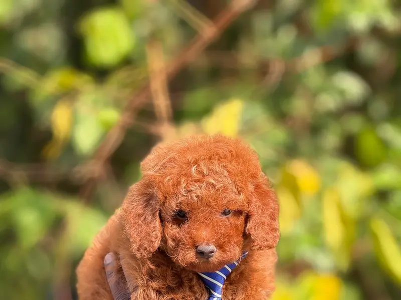 Toy Poodle puppy for sale in chennai, photo 4