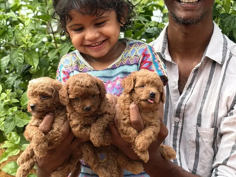 Toy Poodle puppy for sale in chennai, photo 5