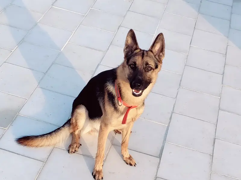 Chennai Sniffers K9 Dog Trainer Chennai | Best Dog Training | Dog Boarding Centre, photo 2