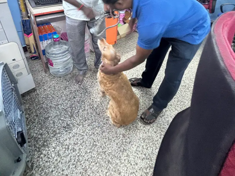 Global Pet Relocation - Chennai, photo 5