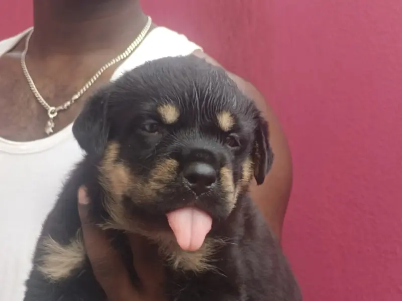 primepets, photo 2