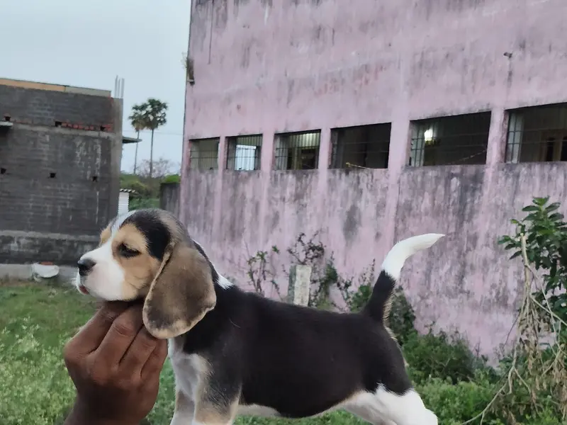 primepets, photo 3