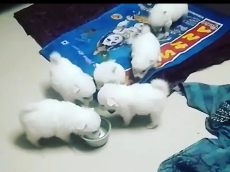 The Komac Pet Paradise, photo 5
