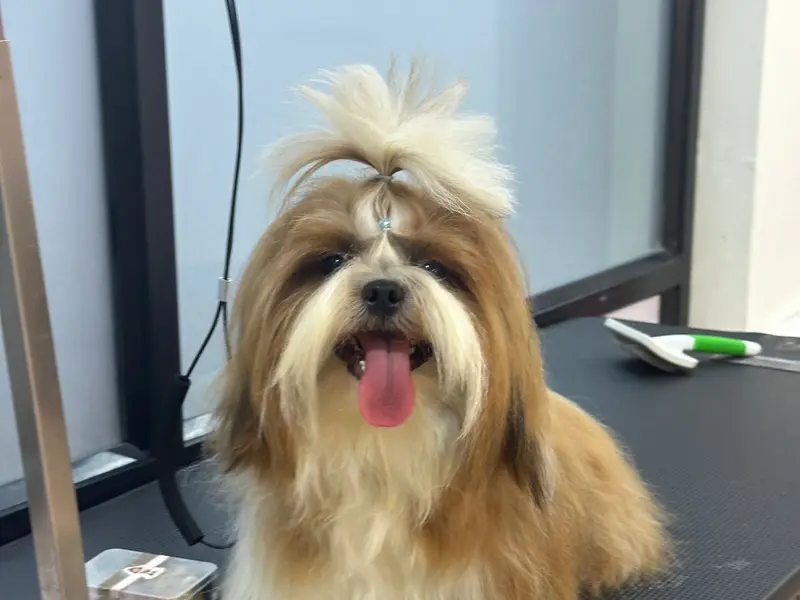 Sk Pet's Chennai, photo 3