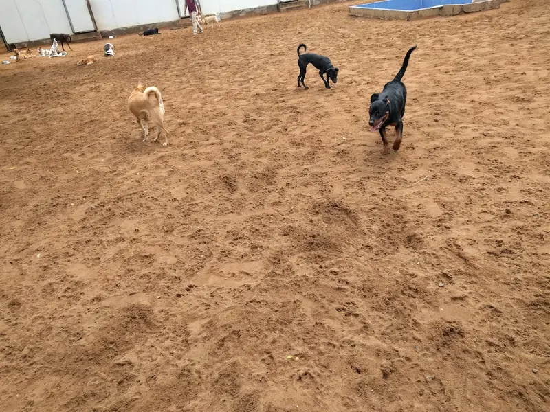 Hotel For Dogs, photo 2
