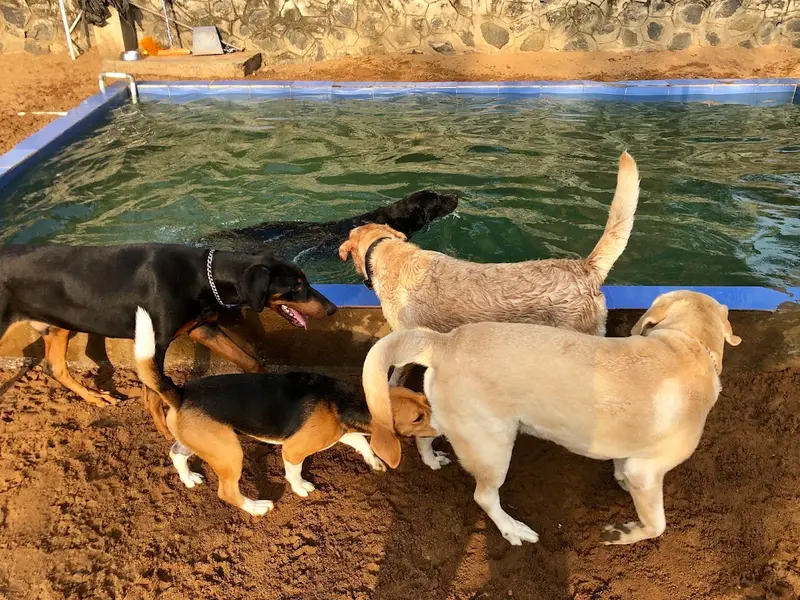 Hotel For Dogs, photo 3
