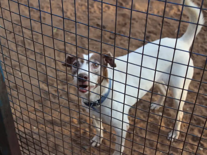 Hotel For Dogs, photo 4