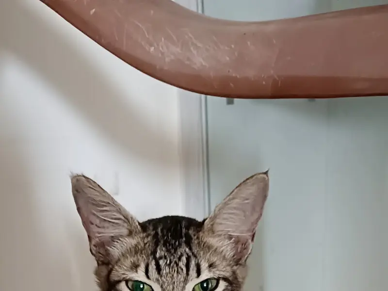 Bairav pet clinic, photo 3