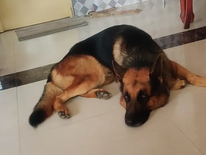 Bairav pet clinic, photo 5